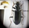 Bembidion fasciolatum